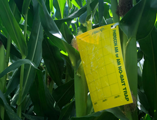 Photo - sticky trap set in field