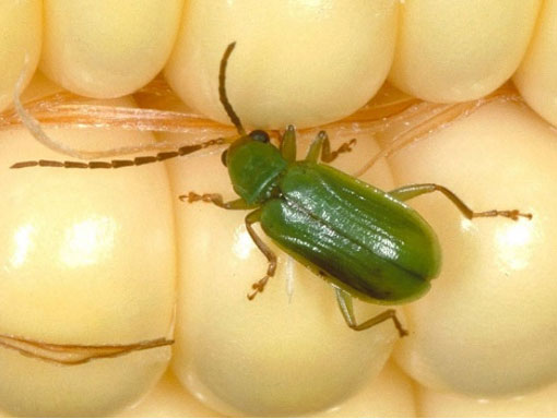 Photo - Northern Corn Rootworm Beetle