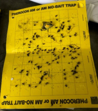 Photo - Corn rootworm sticky trap from a non-treated location one week after installation.