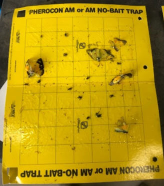 Photo - Corn rootworm sticky trap one week following an insecticide application.