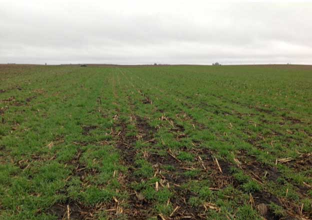 Photo - Newly-emerged fall-seeded cereal rye cover crop.