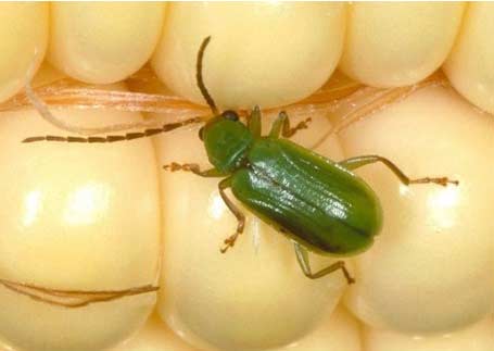 Photo - Northern Corn Rootworm