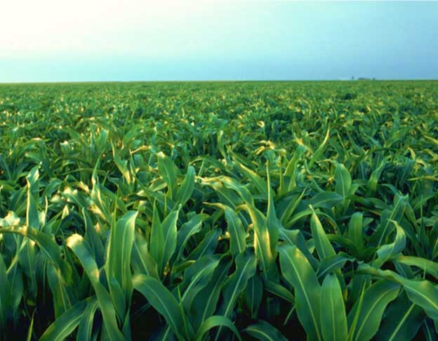 Photo - Field of sorghum-sudangrass.