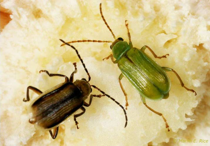 Photo Western and northern corn rootworm