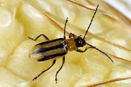 Photo - Western Corn Rootworm