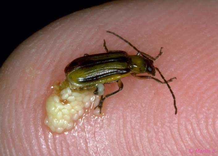 Photo - western corn rootworm adult female with eggs..