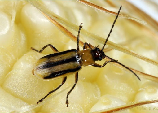 Photo - Western Corn Rootworm Beetle