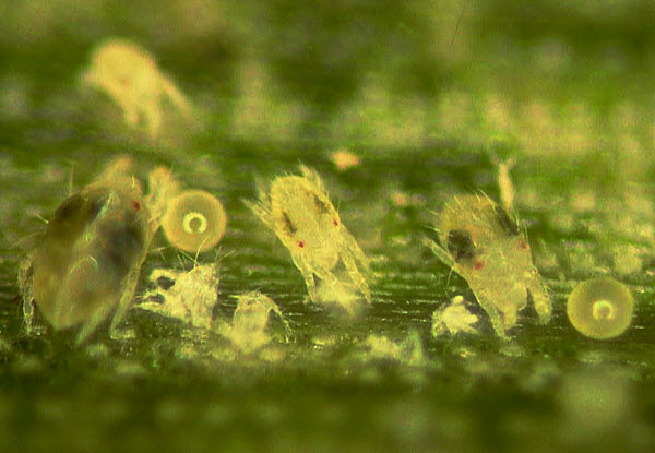 Illustration - soil moisture effect on herbicide persistence