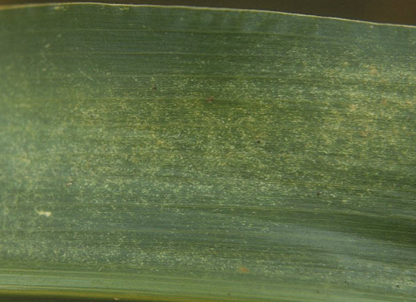 Illustration - soil moisture effect on herbicide persistence