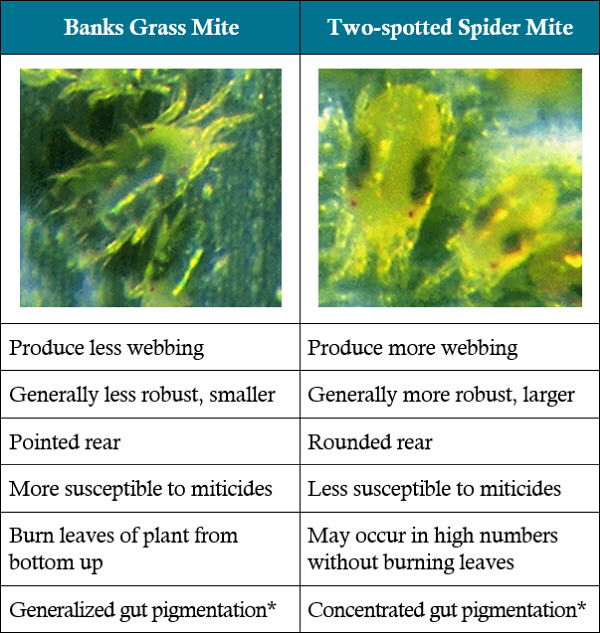 Illustration - soil moisture effect on herbicide persistence