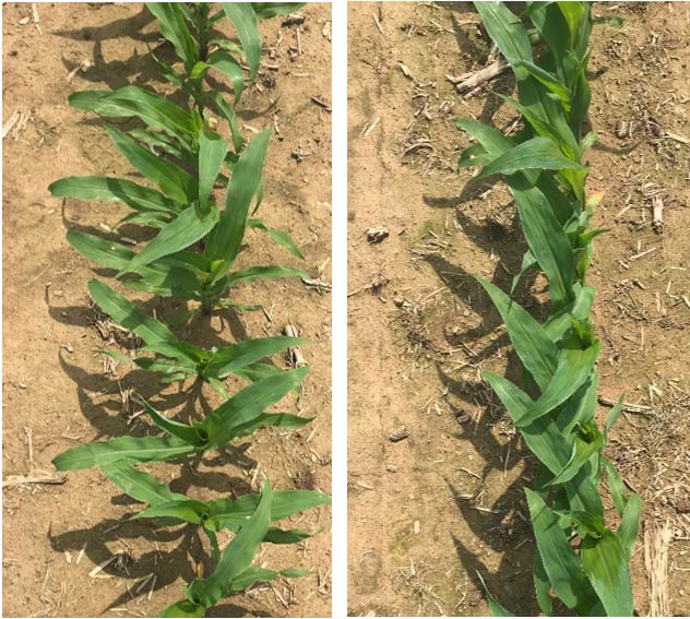 Corn plants from seeds planted tip down with the germ oriented across the row and with the row.