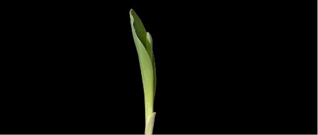 Corn seedling that was planted with the kernel tip angled upward.