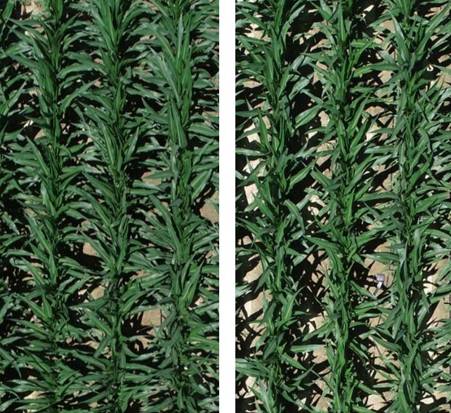 Corn plants from seeds planted tip down with the germ oriented across the row and with the row - impact during later vegetative growth.