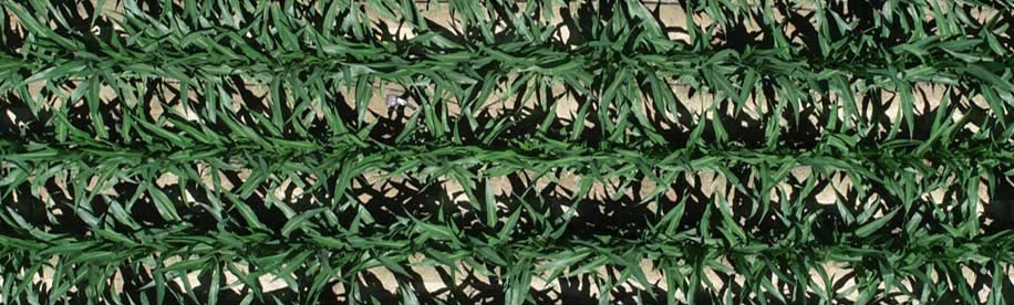Overhead view of plots with seeds planted tip down with the germ oriented with the row.