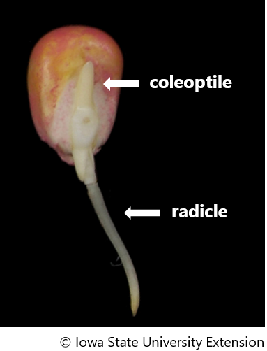 Germinated corn seed showing the emerging coleoptile and radicle.