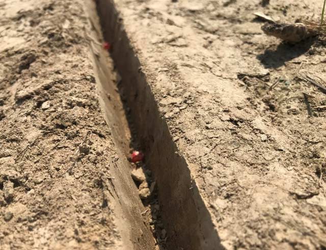 Corn seeds that have been hand planted into the open furrow in a 2022 seed orientation demonstration.