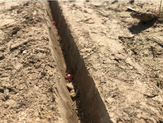Corn seed in furrow
