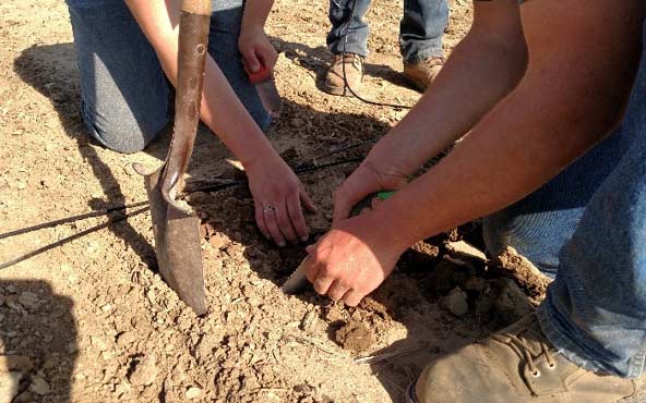 Photo - Installation of soil moisture and temperature sensor in corn row furrow in 2017.