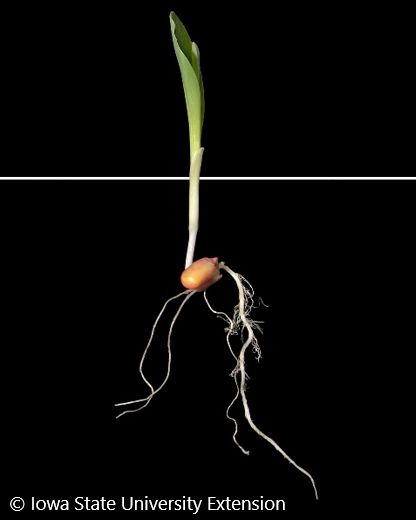 Corn seedling that was planted with the kernel tip angled upward.