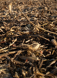 Corn residue