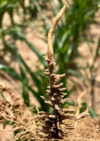 Photo - Severe feeding damage from corn lance nematodes.