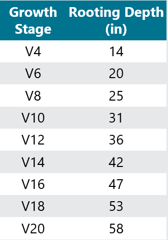 Table listing corn root depth at different V stages of growth.