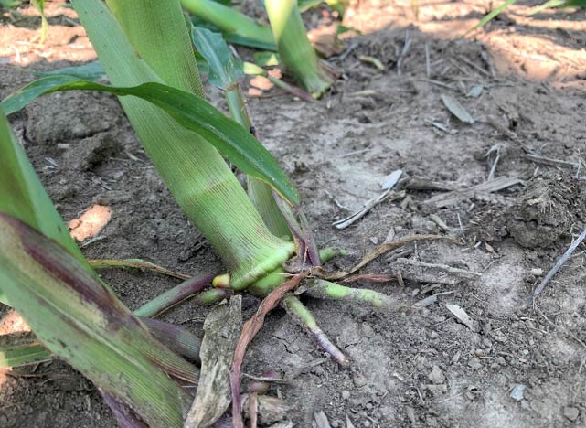 Brace roots are important for stabilizing the plant under high winds and recovery after lodging has occurred.
