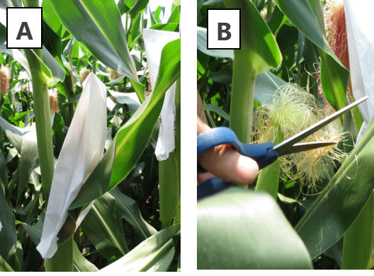 Illustration of the procedure to delay pollination of selected silks.