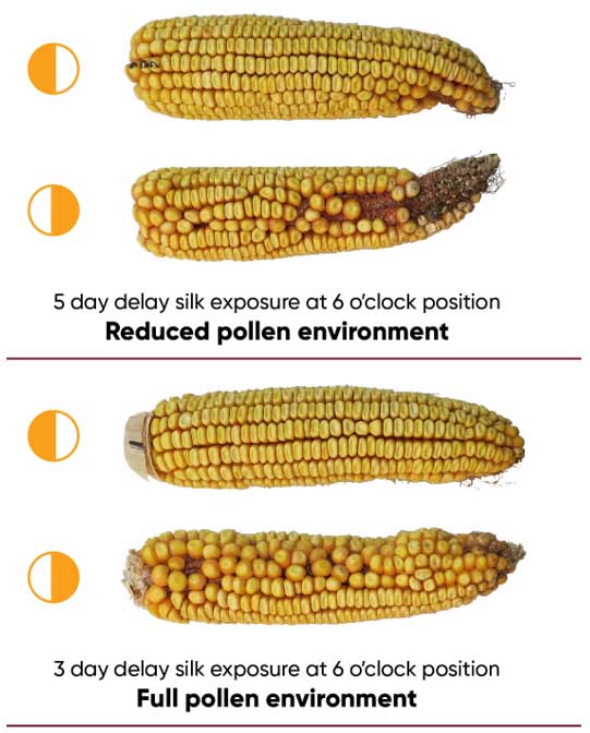 Representative ears showing kernel set with responses similar to those of zipper ears at maturity when pollination is delayed on selected silks.