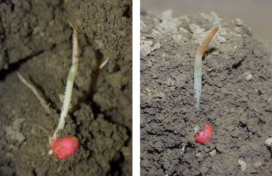 Photo - Corn plant with coleoptile damaged by cold temperatures.