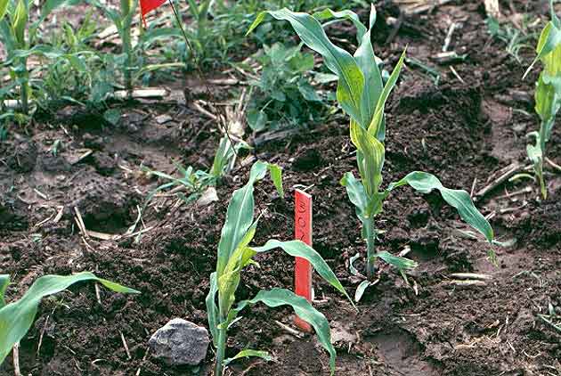 Photo - Corn plant 20 warm days after frost damage occurred.