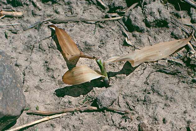 Photo - Corn seedling damaged by frost at the V2 stage, two warm days after damage occurred.