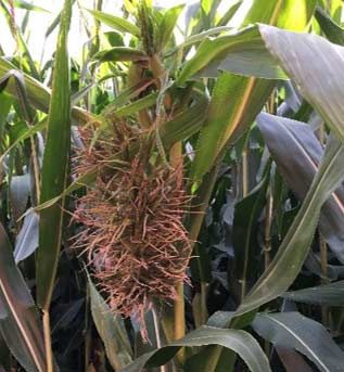 Photo - Closeup - Crazy Top on corn ear.