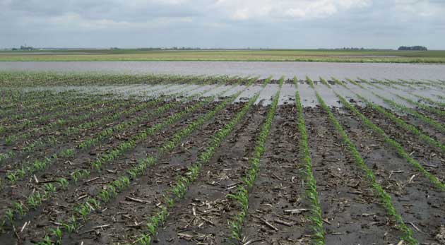 Photo - Flooded field in spring - crops just starting to appear.