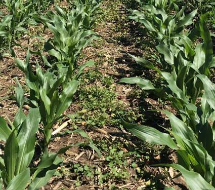 Photo - Field infestation of wild buckwheat and lambsquarters. June 27, 2018. Southern Alberta.