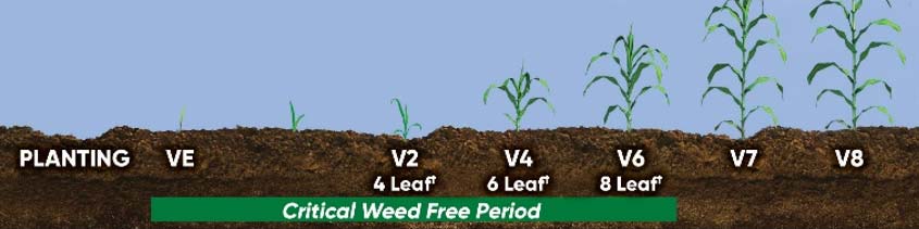 Illustration - Critical Period of Weed Control in Corn (VE-V6)