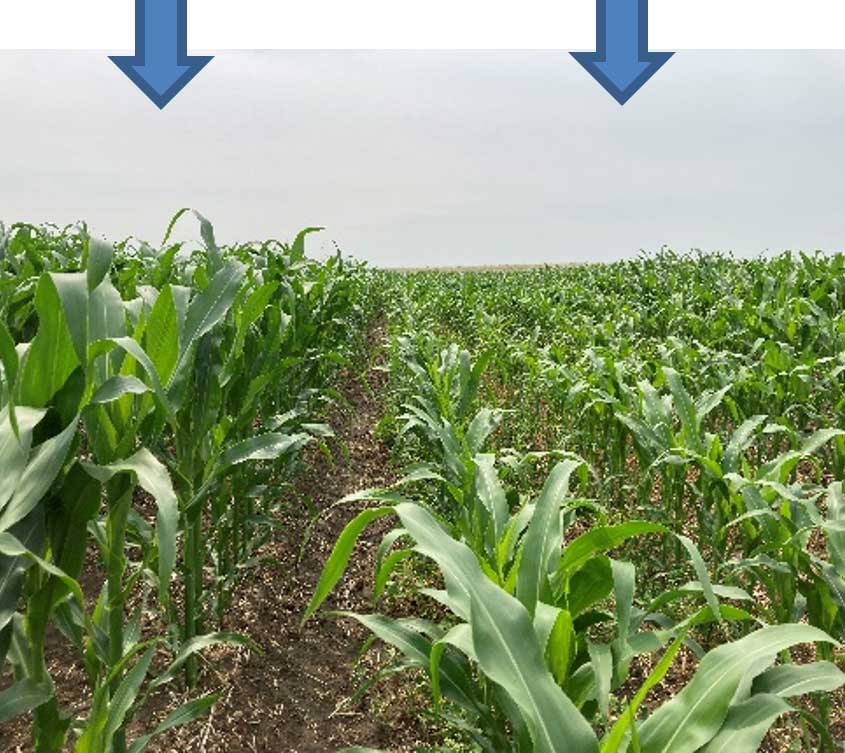 Photo -  Sprayer miss was sprayed 7 days after the first application.