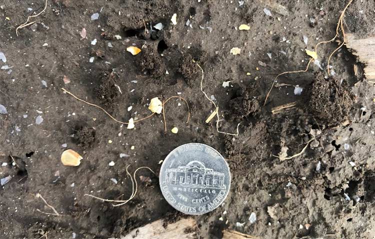 Broken kernel particles blown out the back of a combine.