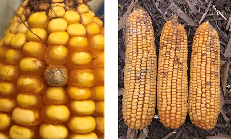 Compromised kernel integrity due to ear or kernel mold.
