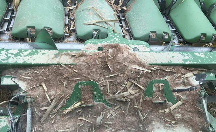Accumulated grain dust from pulverized kernels in a corn field infested with Fusarium ear rot.