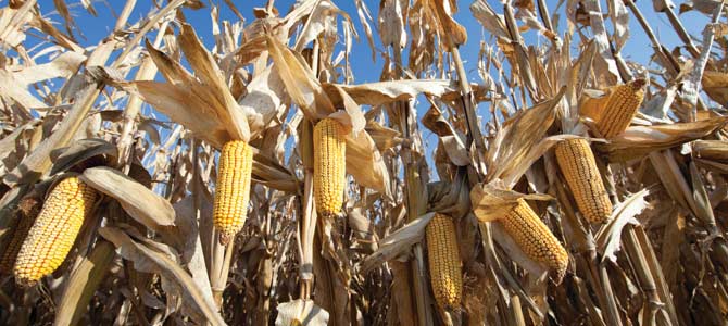 Corn stalks - with mature ears - harvest season