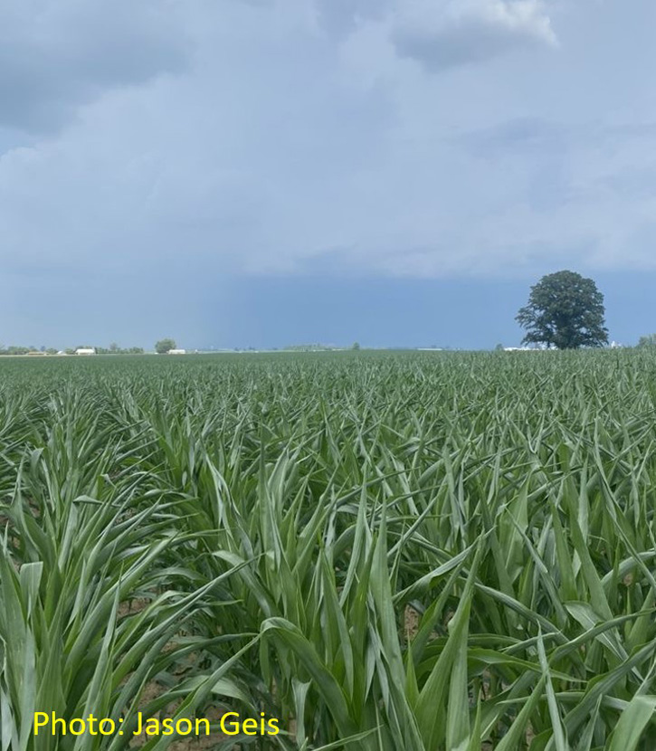 Photo - Drought stressed cornfield - both early and mid-season drought stress contributed to corn yield potential.