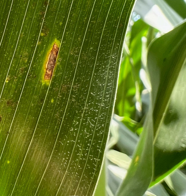 Photo - corn in rows - residue