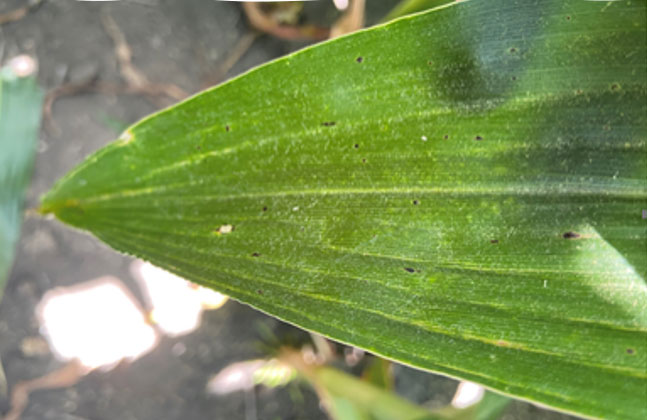 Photo - corn in rows - residue