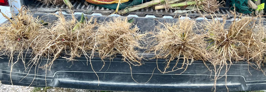 Photo - corn root comparisons