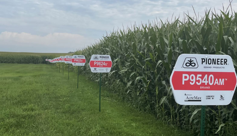 Photo - corn in rows - residue