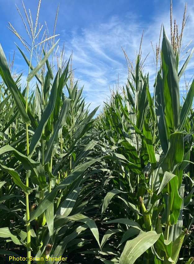 Photo - cornstalks in field - closeup - midseason - blue sky.