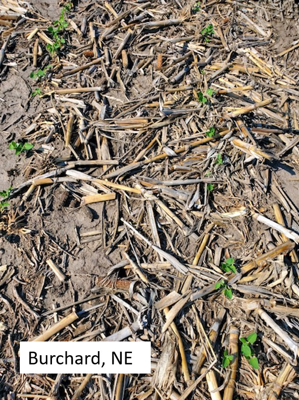 Photo - gall midge and stem borer symptoms on soybean plants
