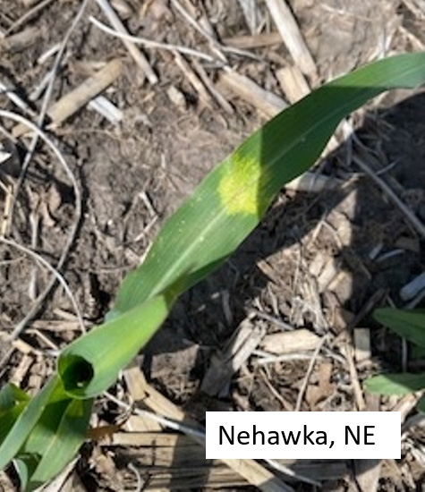 Photo - Mature corn ears - 9 ears