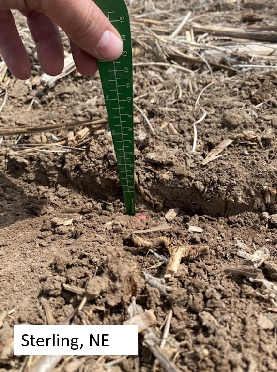 Photo - gall midge and stem borer symptoms on soybean plants